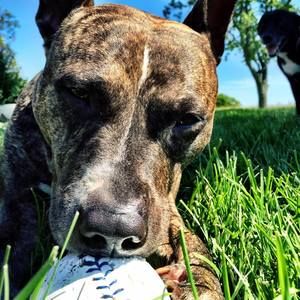 Meet your Posher, Bridgett